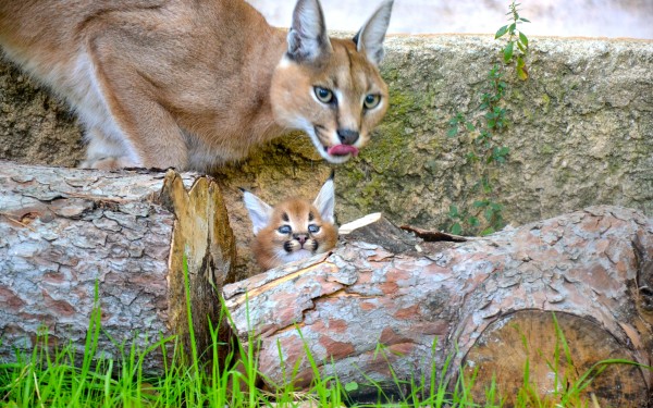 Fauverie 8 dierentuin Mont Faron Toulon ZOO  Frankrijk Provence vakantie Middellandse zee villa.jpg