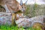Fauverie 8 dierentuin Mont Faron Toulon ZOO Frankrijk Provence vakantie Middellandse zee villa.jpg