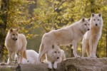Gramat 5 Frankrijk dierenpark Gramat parc animal kinderen gezin senioren vakantiehuis luxe villa.jpg