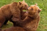 Gramat 4 Frankrijk souillac cahors dierenpark animal parc vakantie kinderen gezin wifi zwembad.jpg