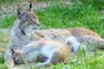 Fauverie 9 dierentuin Mont Faron Toulon ZOO Frankrijk Provence vakantie Middellandse zee villa.jpg