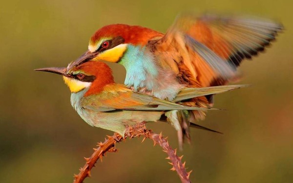 Menigoute 1 vogel festival oiseaux Frankrijk bois senis les forges jeugd vakantiepark beurs gitegezi