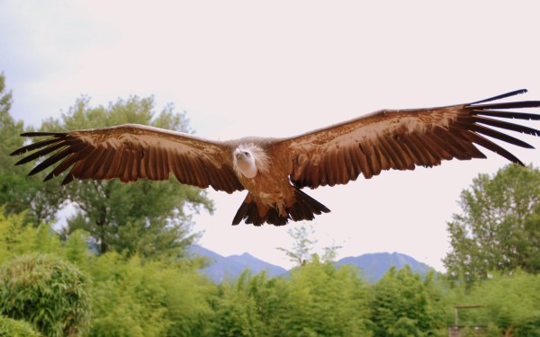 Rocher des aigles 9 Frankrijk vakantiebungalow gezinspark jeugd animatie toerisme uitzicht sfeer.jpg
