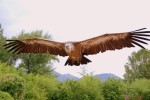 Rocher des aigles 9 Frankrijk vakantiebungalow gezinspark jeugd animatie toerisme uitzicht sfeer.jpg