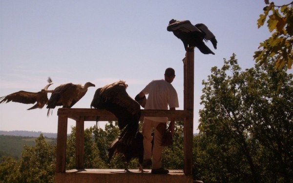 Rocher des aigles 3 Frankrijk vakantieland Rocamadour Dordogne Parijs vogels zwembad zee.jpg