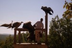 Rocher des aigles 3 Frankrijk vakantieland Rocamadour Dordogne Parijs vogels zwembad zee.jpg