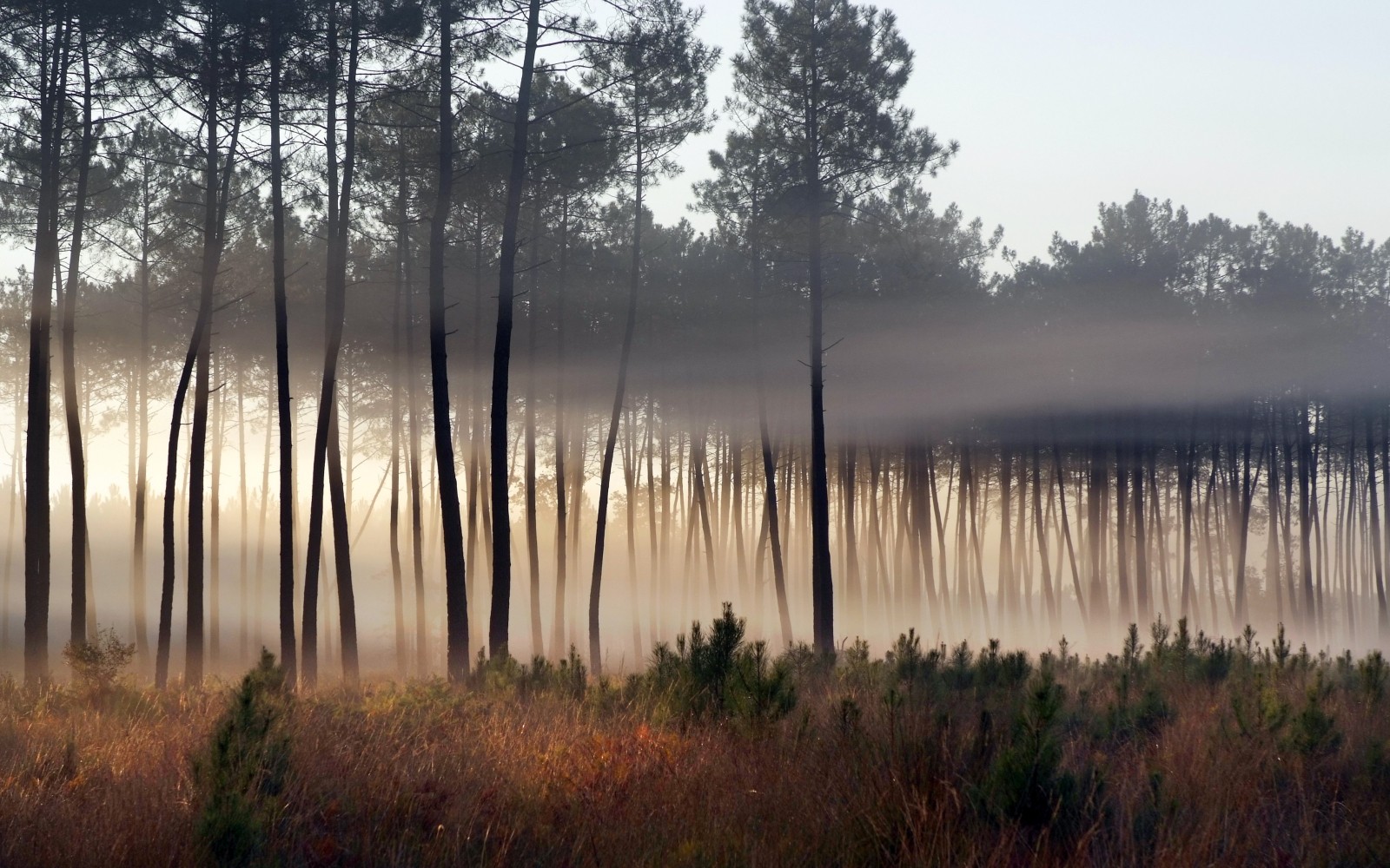 Parc Naturel régional des Landes de Gascogne Vakantieparken