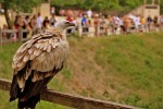 Rocher des aigles 5 Frankrijk Dordogne animatie toerisme vakantiepark luxe huizen fietsen bergen.jp