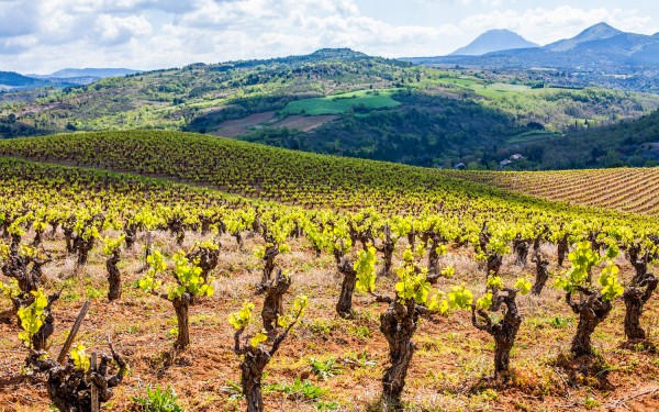 Abbaye 9 Abdij Hilaire Limoux blanquette brut wijn vignoble vakantie villa Frankrijk carcassonne qui