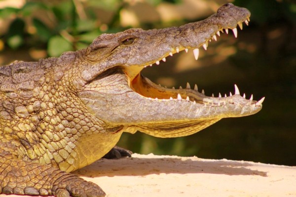 Crocodiles 6 planete Frankrijk vakantie civaux poitou charentes forges reptielen.jpg